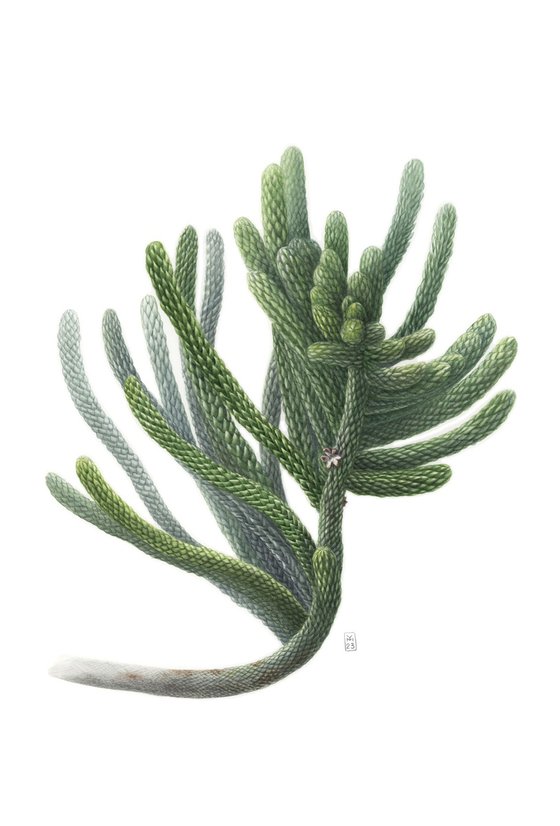 Araucaria