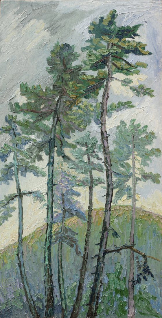 Pine Trees In Evening