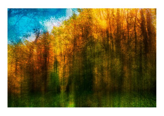 Nature Vibrations - Walking In The Woods. Limited Edition 1/50 15x10 inch Photographic Print