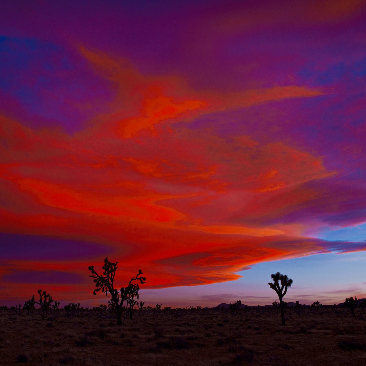 Photorealistic Landscape Photograph By Heike Bohnstengel, 31 X 31, Mojave Sunset, Joshua Tree, Original Artwork
