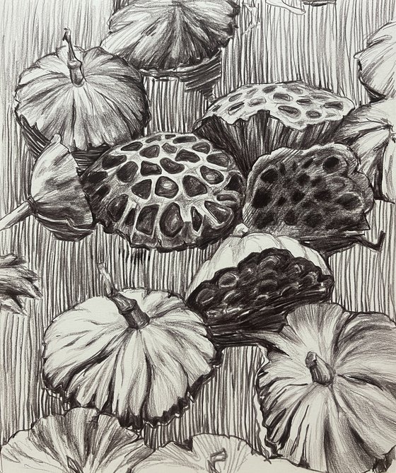 Lotus pods. Water flower pond