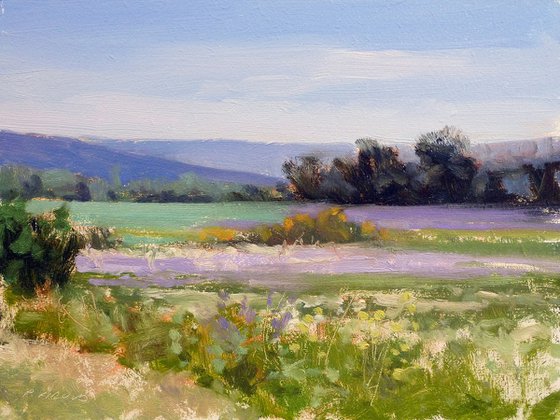 Field of Lavender near Grignan