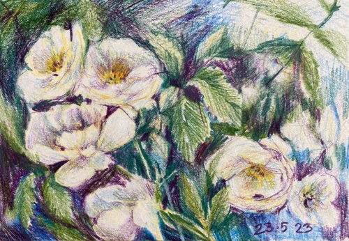 white roses - pencil drawing by Anna Boginskaia