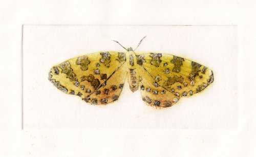 Speckled Yellow Moth by Drusilla  Cole