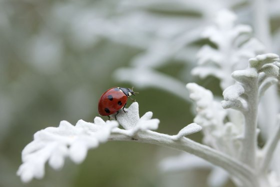 Happy Ladybug