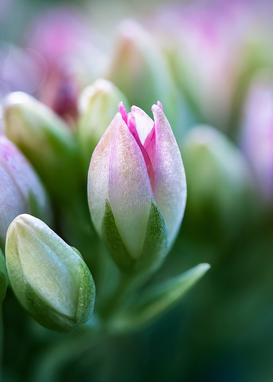 Bellissimo - Sedum - matted