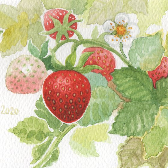 Spring is coming - Strawberries