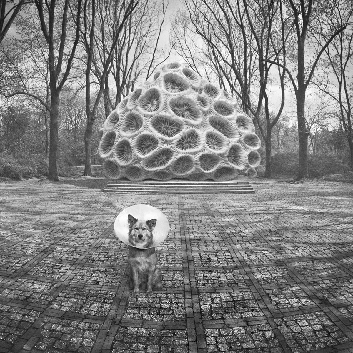 ... by Dariusz Klimczak