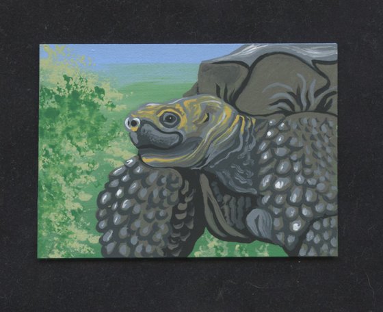 ACEO ATC Original Miniature Painting Galapagos Tortoise Wildlife Art-Carla Smale