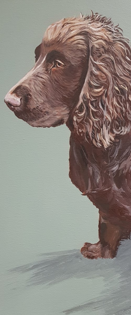 Rugger the Chocolate Cocker Spaniel by Sally Burrow