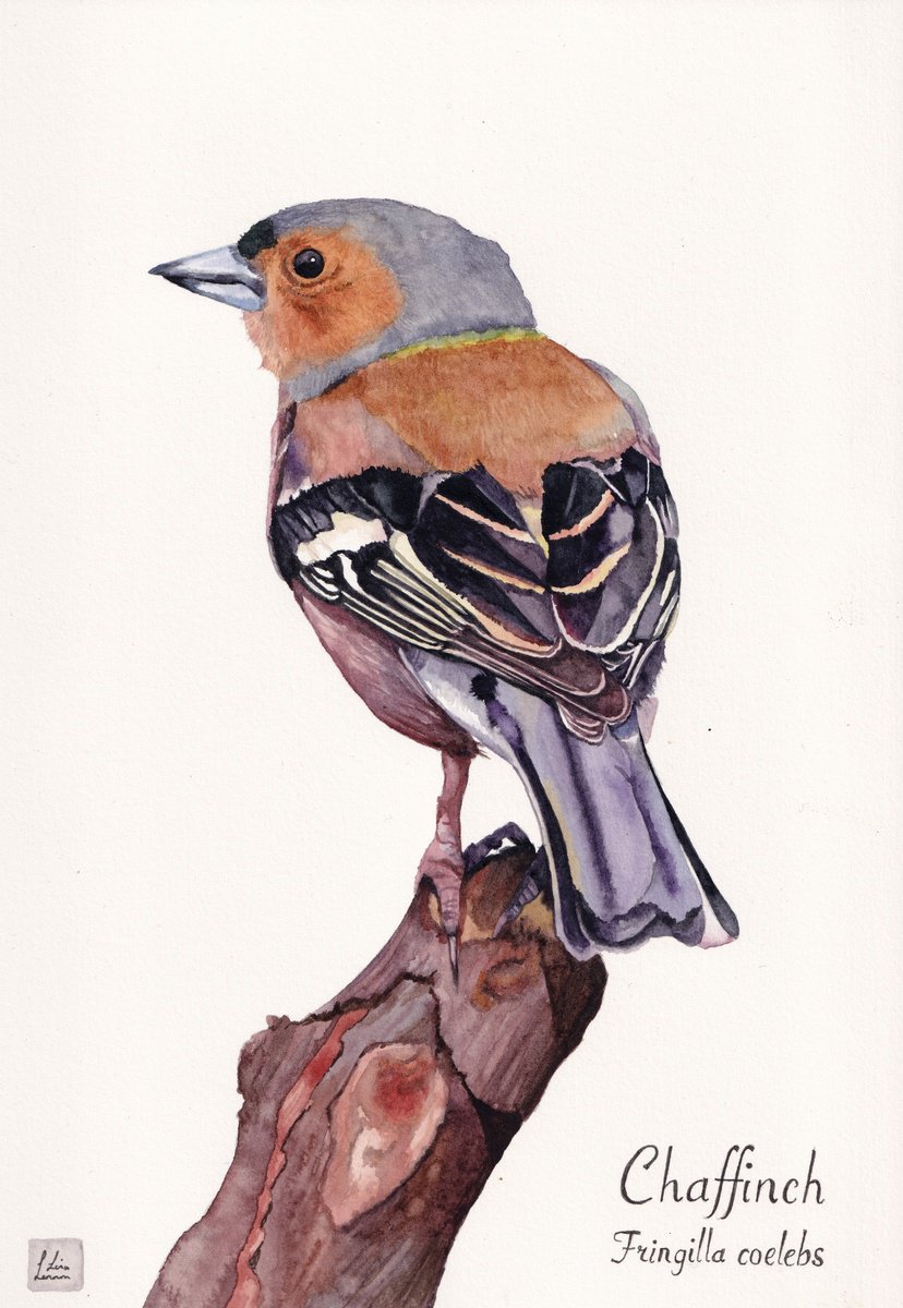 Animal Watercolour By Lisa Lennon, 8 X 12", Chaffinch, Original Artwork
