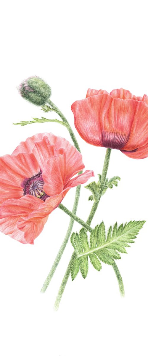 Peach poppies by Alona Hrinchuk