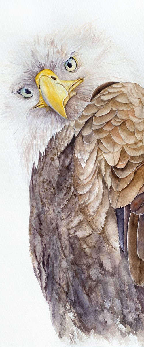 Hawk, eagle, falcon wild birds in gray brown shades by Tetiana Savchenko