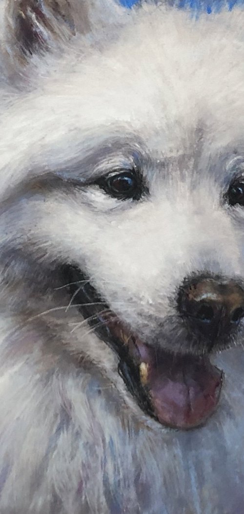 Samoyed Dog Portrait by Natalie Ayas