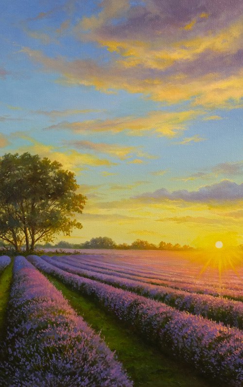 Lavender dreams by Eduard Zhaldak