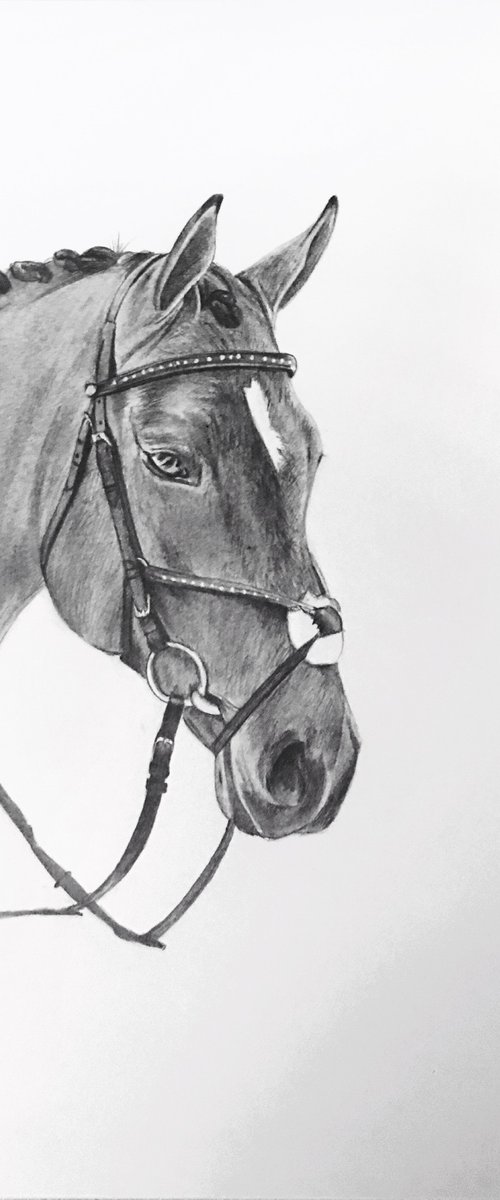 Horse drawing by Amelia Taylor
