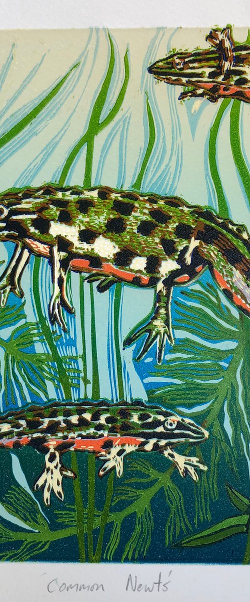 Common Newts by Marian Carter