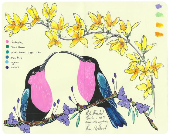 Purple Throated Carib and Forsythia