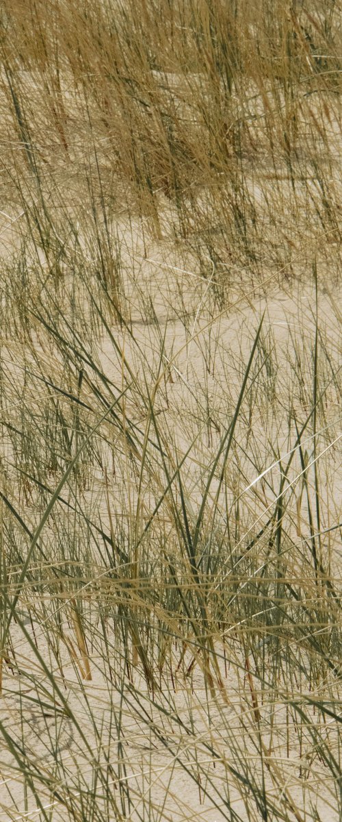 Among the Dunes by Kristine Okuneva