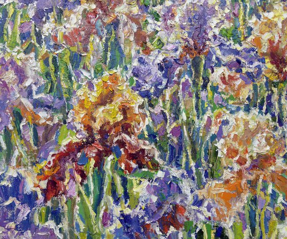 Dance of irises