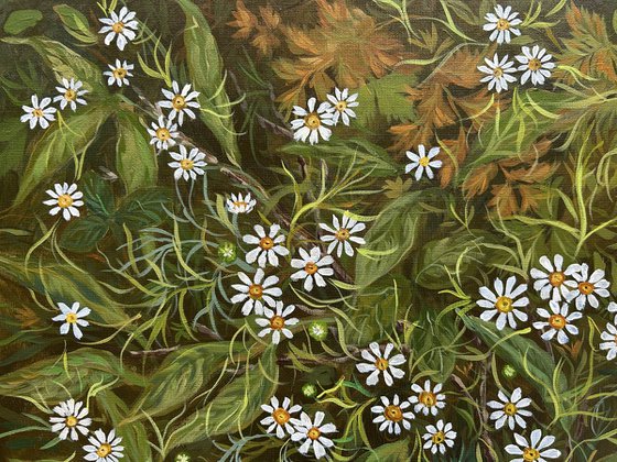 Daisies of the Forest