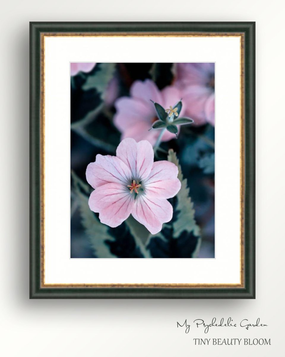 Tiny beauty bloom - macro photography of small pink flower from the rose garden in the Sou... by Inna Etuvgi