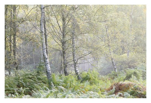 October Forest IV by David Baker