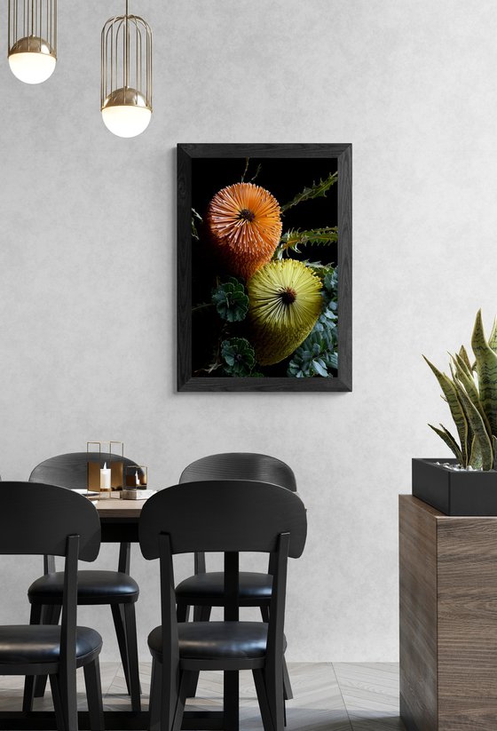 Banksia Praemorsa & Ashbyi