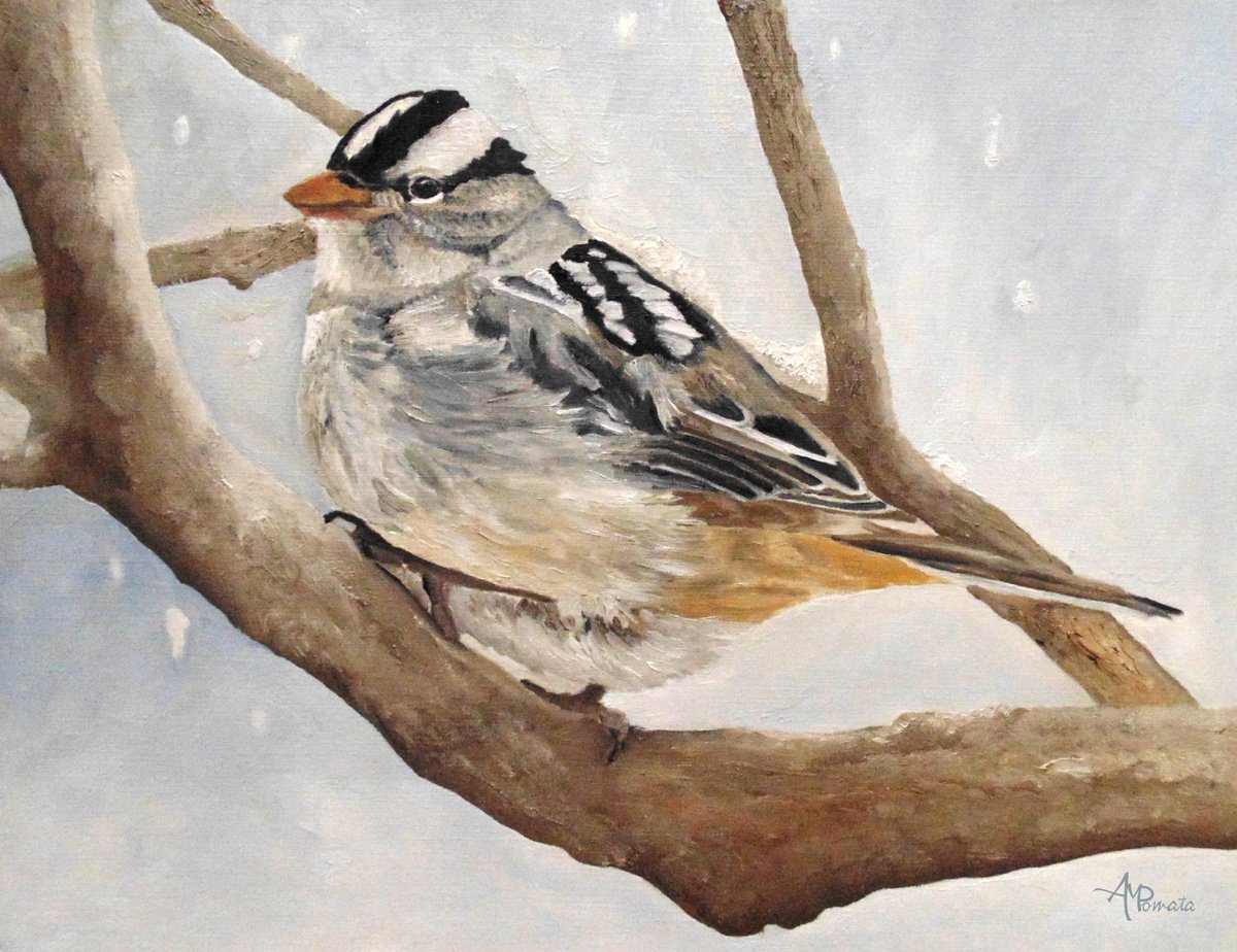 Impressionistic Animal Oil Painting By Angeles M. Pomata, 13 X 10, White-Crowned Sparrow, Original Artwork