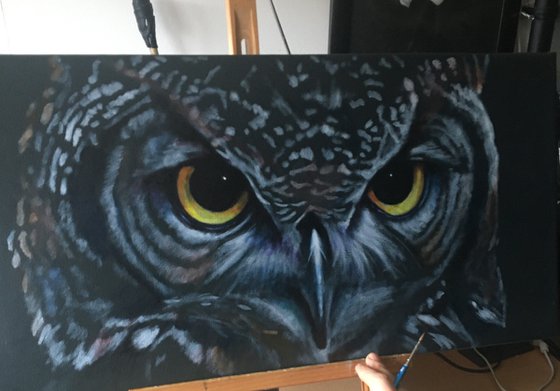 Owl: Mesmereyes