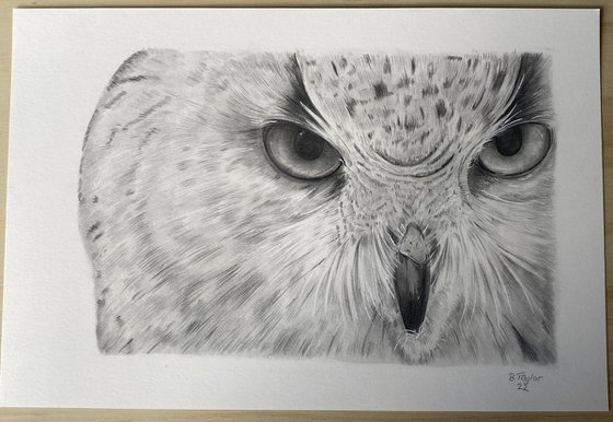 “Don’t mess with me” Owl drawing