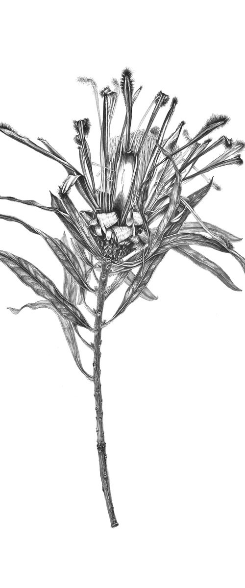 Metamorphoses by Nataliia Kupchyk