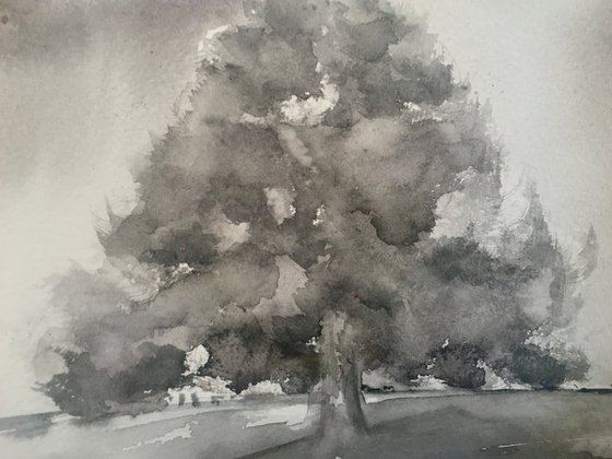 Oak tree in a field near Dorchester