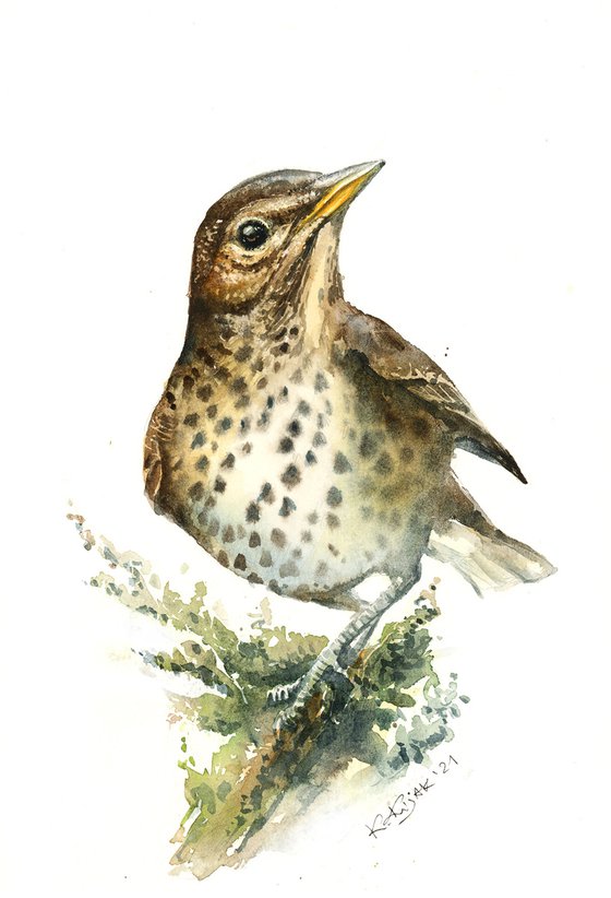 Song Thrush, watercolor of birds and wildlife