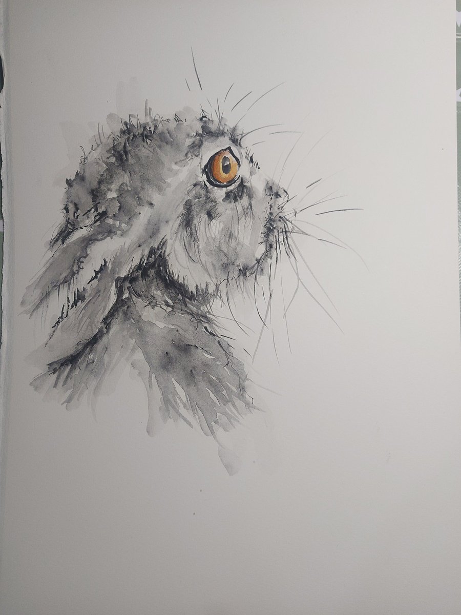 Hare - side view by Sue  Green