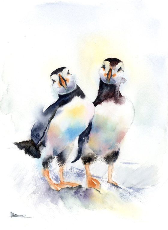 Pair of puffins (birds)