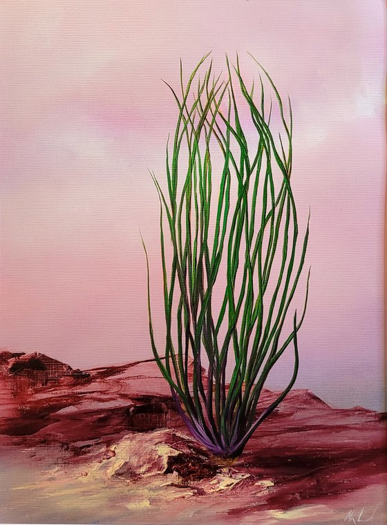 Sunrise, Ocotillo