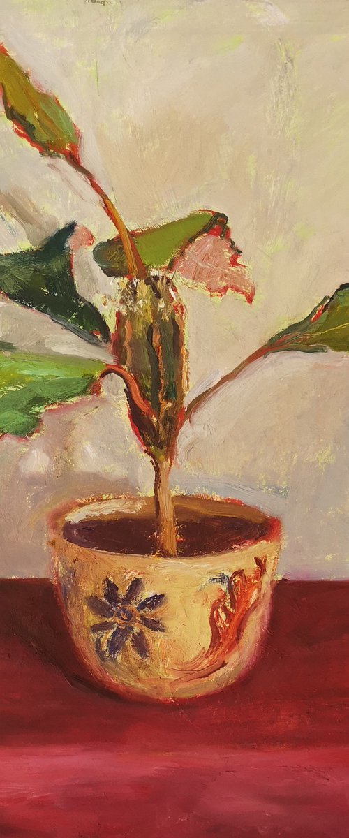 A special Plant by Olga Samar