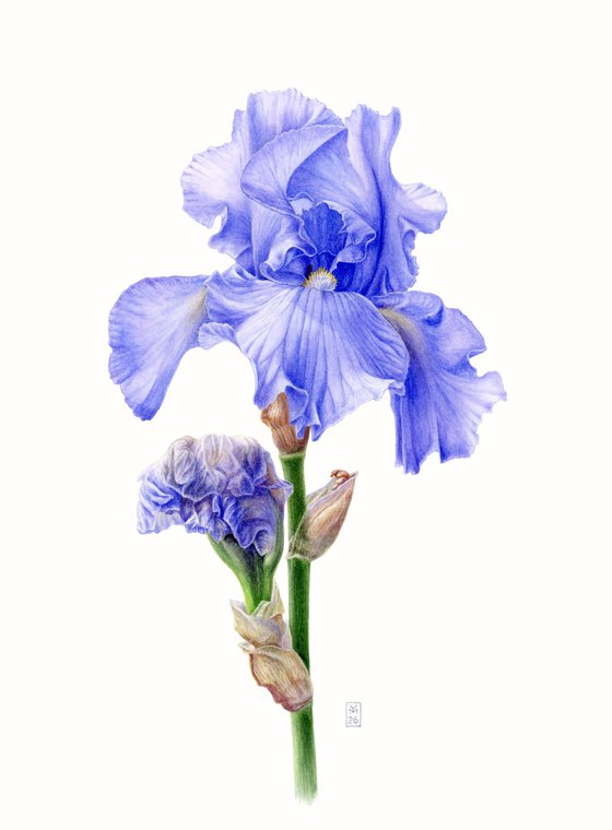 Blue Iris Side View