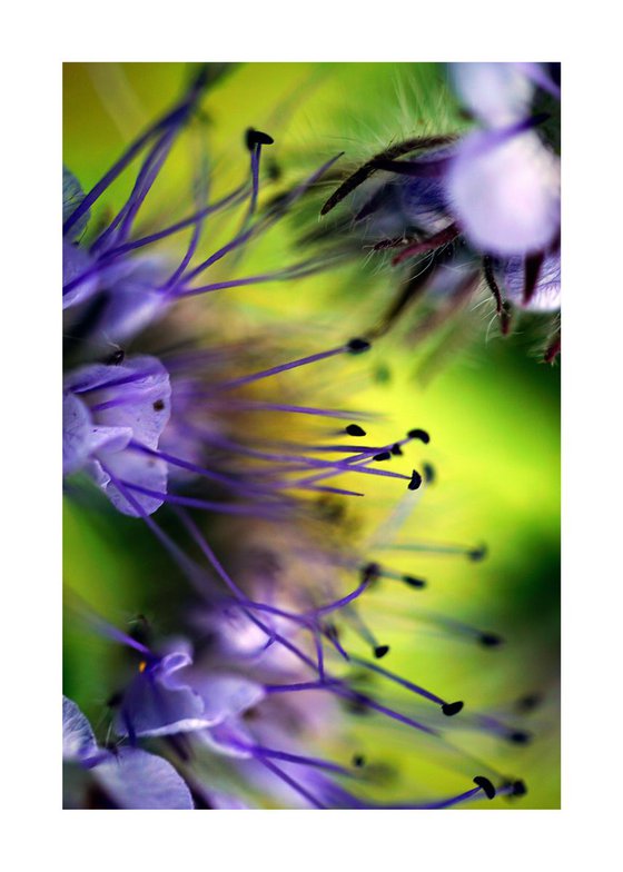 Abstract Pop Color Nature Photography 01