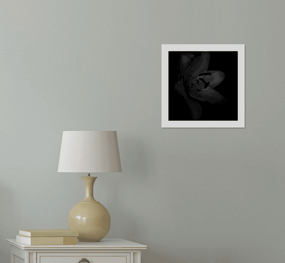 Lily Blooms Number 4 - 12x12 inch Fine Art Photography Limited Edition #1/25