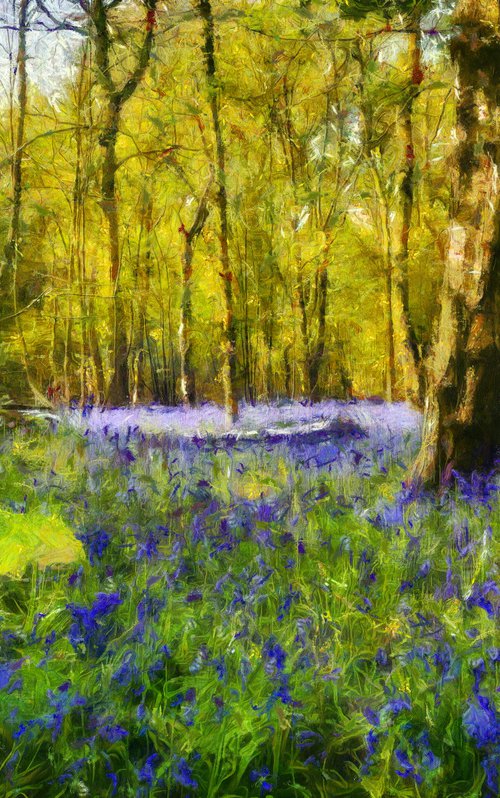 Forest of Bluebells by Alistair Wells