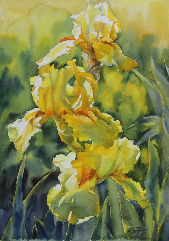 YELLOW IRISES#4