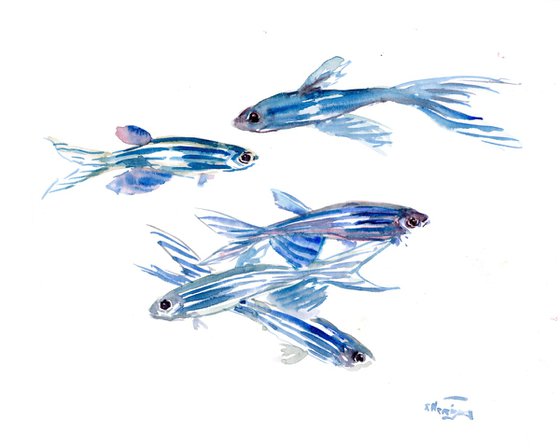 Danio, Zebrafish Aquarium art