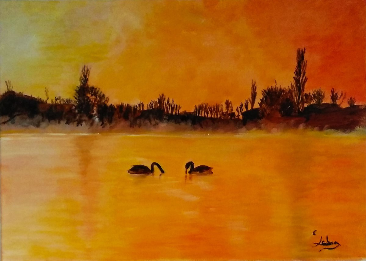 Swans at sunset -birds - sunset by Isabelle Lucas