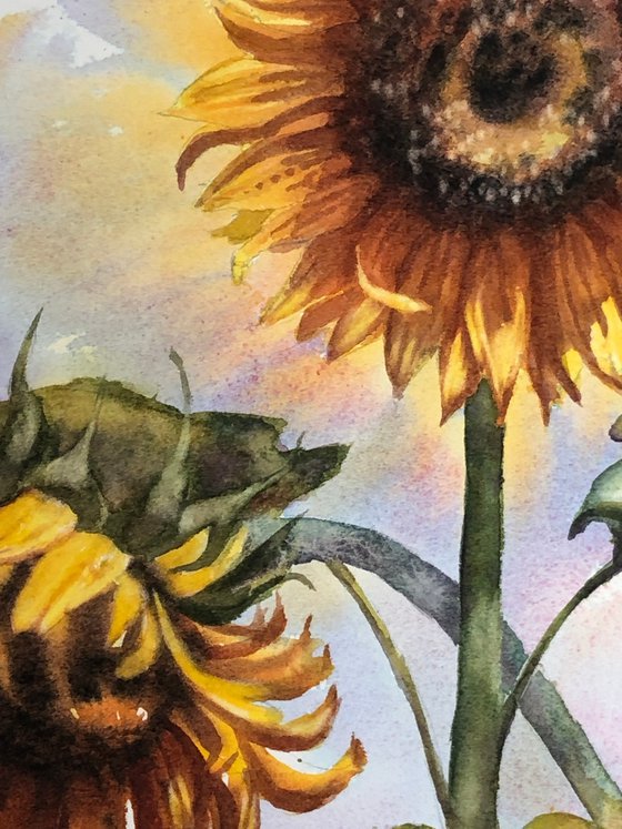 Sunflowers life cycle