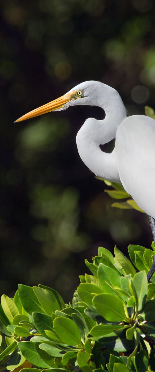 Birds - Great Egret, The Everglades by MBK Wildlife Photography