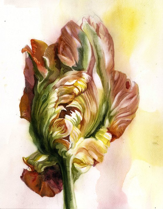 parrot tulip