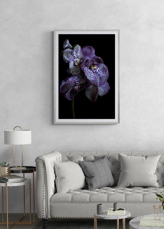 Midnight Black Vanda Orchids