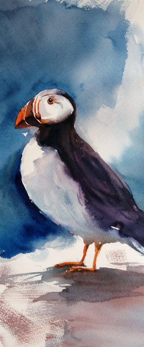 puffin 2 by Giorgio Gosti